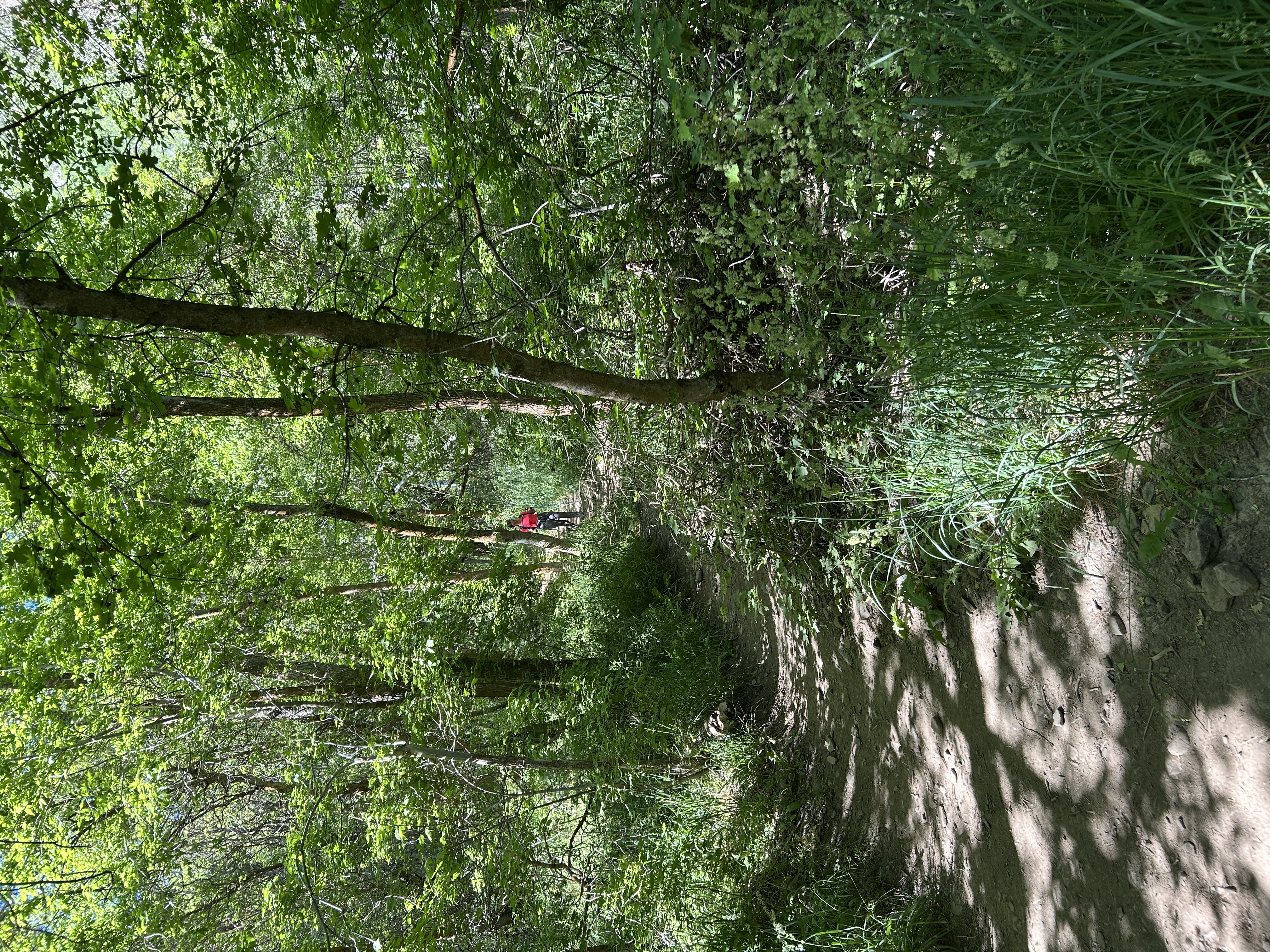 A runner moving along a shaded woodland trail